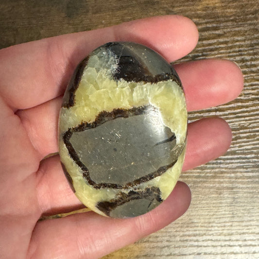 Septarian Palm Stone